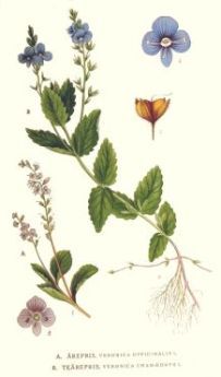 Bird's Eye - Veronica chamædrys - Вероника дубравная